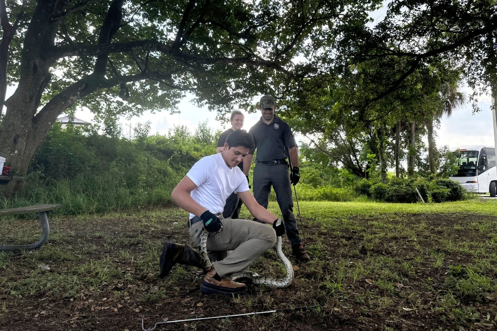 Python Challenge nets 195 invasive snakes, $10K to winner